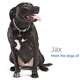 Image for article titled Amazon's Error Dogs, Ranked